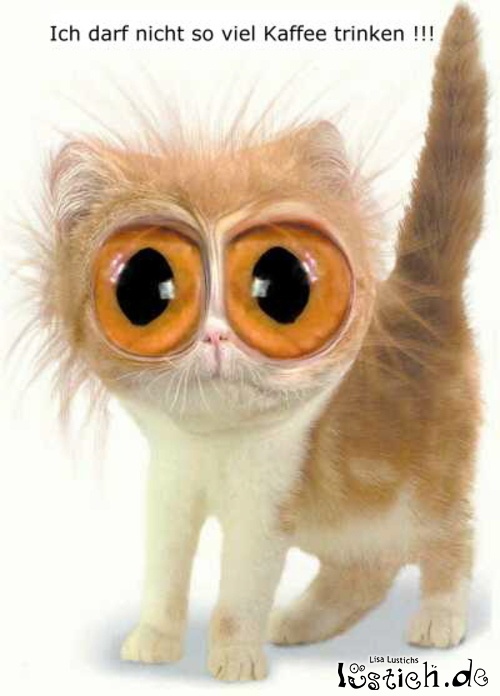 Kaffeekatze Kaffeekatze