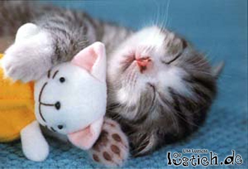 Schlafende Katze Schlafende Katze