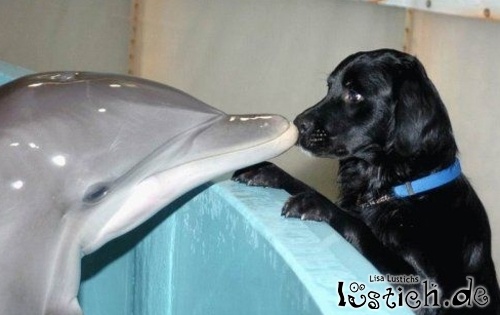 Delfin und Hund