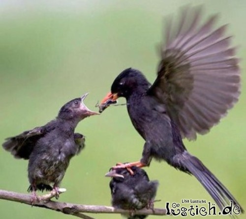 Rücksichtsloser Vogel Rücksichtsloser Vogel