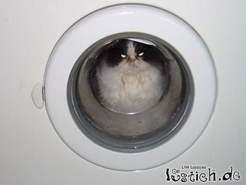 Katzenwäsche Katzenwäsche