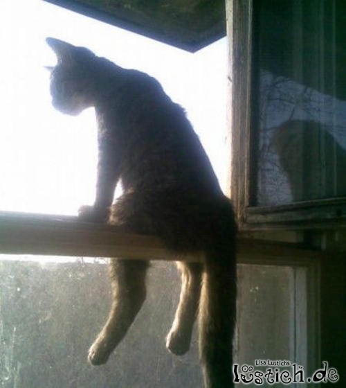 Katze sitzt am Fenster