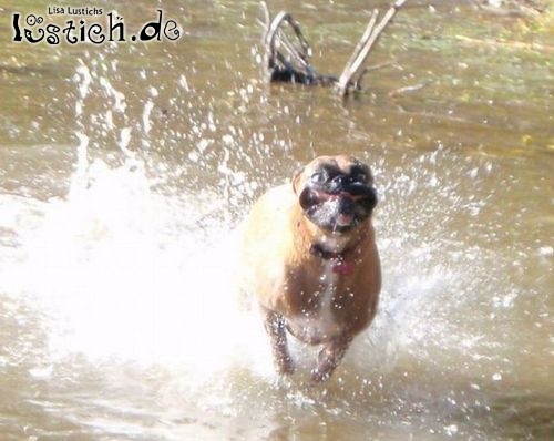 Hund rennt durchs Wasser
