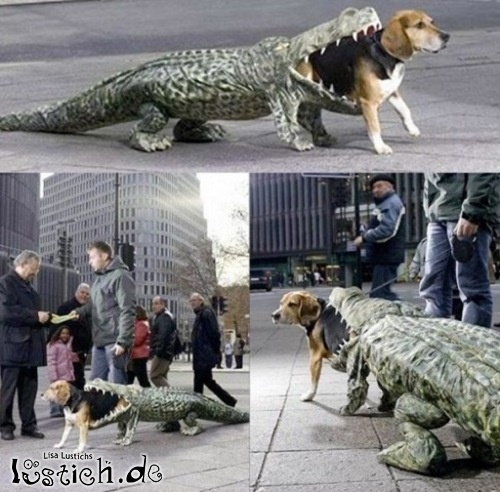 Hund mit Krokodil Bild lustich.de