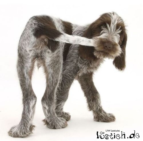 Sprichwörtlicher Hund