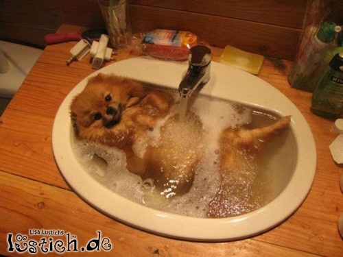 Hund nimmt ein Bad