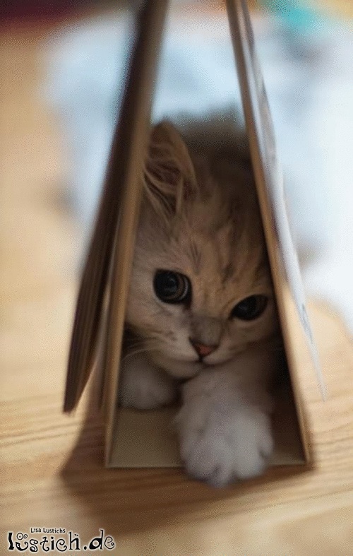 Verstecktes Kätzchen