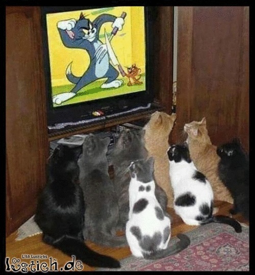 Katzenprogramm