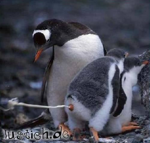 Kackender Pinguin Kackender Pinguin