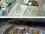 Tigerschweine