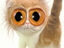 Kaffeekatze