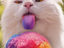 Katze mit lustiger Zunge