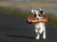 Kleiner Hund mit großem Knochen