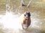 Hund rennt durchs Wasser