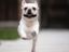 Hund schwebt (fast)