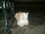 Schlafende Katze in Kos-Stadt Schlafende Katze in Kos-Stadt