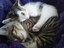 Katzen kuscheln sich warm