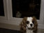 Hör auf den Hund zu fotografieren