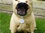 Ein Mops