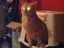 Toilettengang