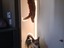 Wo ist diese Katze!