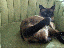 Böser Feind! (gif)