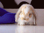 Schläfriger Hase (gif)
