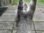 Echter Katzenjammer
