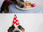 Leckerer Hundekuchen