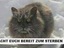 Zornige Katze