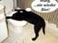 Reihernder Hund