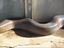 Python in Uganda