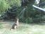 Hund duscht
