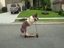 Hund fährt Kickboard