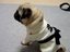 Judo Mops