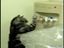 Katze am Wasserspender