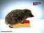 Igel liebt Schwamm Igel liebt Schwamm