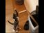 Boxer Katzen